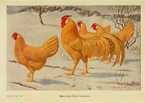 Reproducción/Reproduction 6220290363: The book of poultry New York,The Macmillan Company,1921