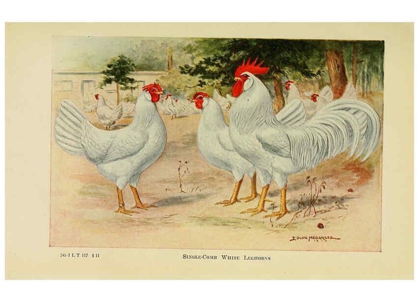 Reproducción/Reproduction 6220811360: The book of poultry New York,The Macmillan Company,1921