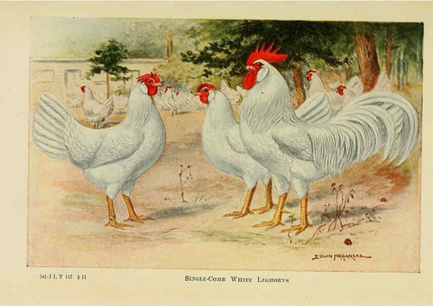 Reproducción/Reproduction 6220811360: The book of poultry New York,The Macmillan Company,1921