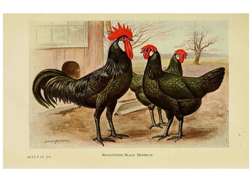 Reproducción/Reproduction 6220811586: The book of poultry New York,The Macmillan Company,1921