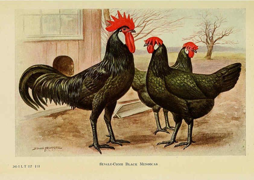 Reproducción/Reproduction 6220811586: The book of poultry New York,The Macmillan Company,1921