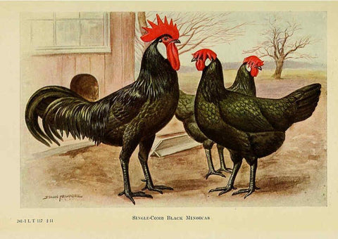 Reproducción/Reproduction 6220811586: The book of poultry New York,The Macmillan Company,1921