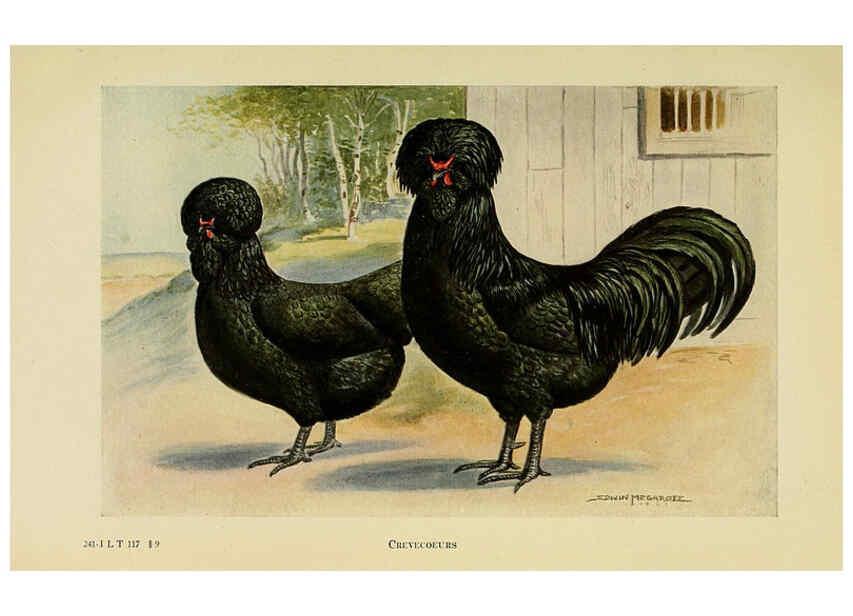 Reproducción/Reproduction 6220287643: The book of poultry New York,The Macmillan Company,1921