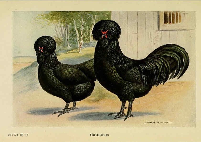 Reproducción/Reproduction 6220287643: The book of poultry New York,The Macmillan Company,1921