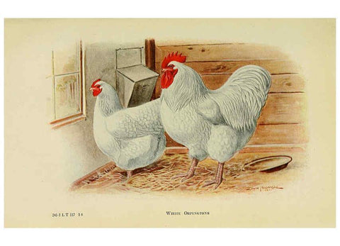 Reproducción/Reproduction 6220287389: The book of poultry New York,The Macmillan Company,1921