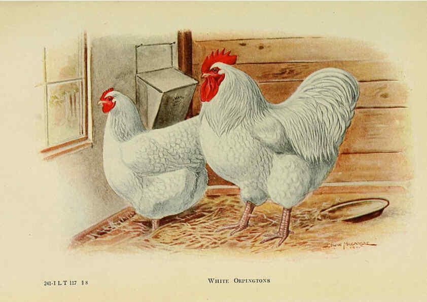 Reproducción/Reproduction 6220287389: The book of poultry New York,The Macmillan Company,1921