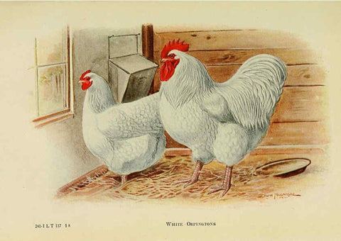 Reproducción/Reproduction 6220287389: The book of poultry New York,The Macmillan Company,1921