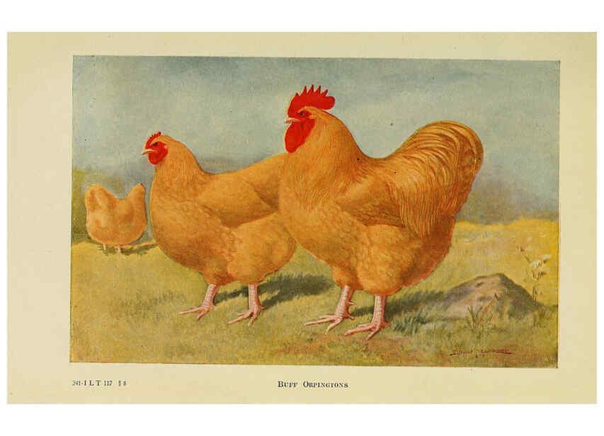 Reproducción/Reproduction 6220807806: The book of poultry New York,The Macmillan Company,1921