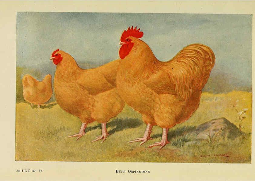 Reproducción/Reproduction 6220807806: The book of poultry New York,The Macmillan Company,1921