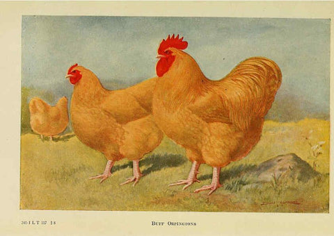 Reproducción/Reproduction 6220807806: The book of poultry New York,The Macmillan Company,1921
