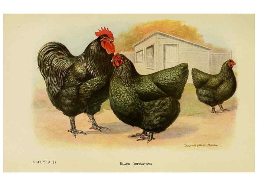Reproducción/Reproduction 6220286899: The book of poultry New York,The Macmillan Company,1921
