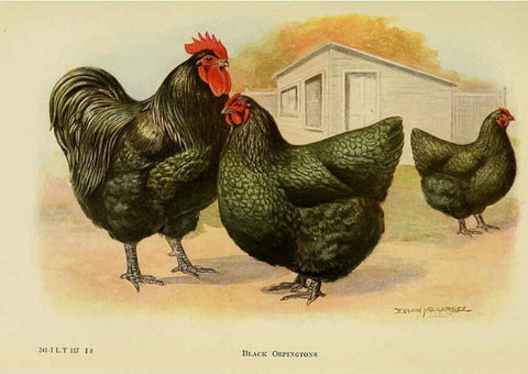 Reproducción/Reproduction 6220286899: The book of poultry New York,The Macmillan Company,1921