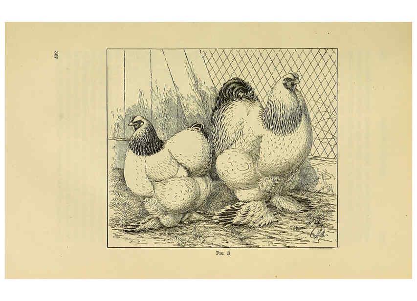 Reproducción/Reproduction 6220283055: The book of poultry New York,The Macmillan Company,1921