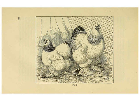 Reproducción/Reproduction 6220283055: The book of poultry New York,The Macmillan Company,1921