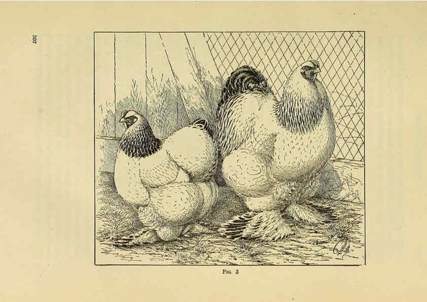 Reproducción/Reproduction 6220283055: The book of poultry New York,The Macmillan Company,1921
