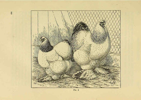 Reproducción/Reproduction 6220283055: The book of poultry New York,The Macmillan Company,1921
