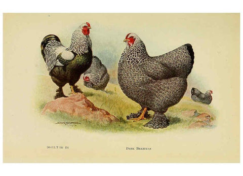 Reproducción/Reproduction 6220804132: The book of poultry New York,The Macmillan Company,1921