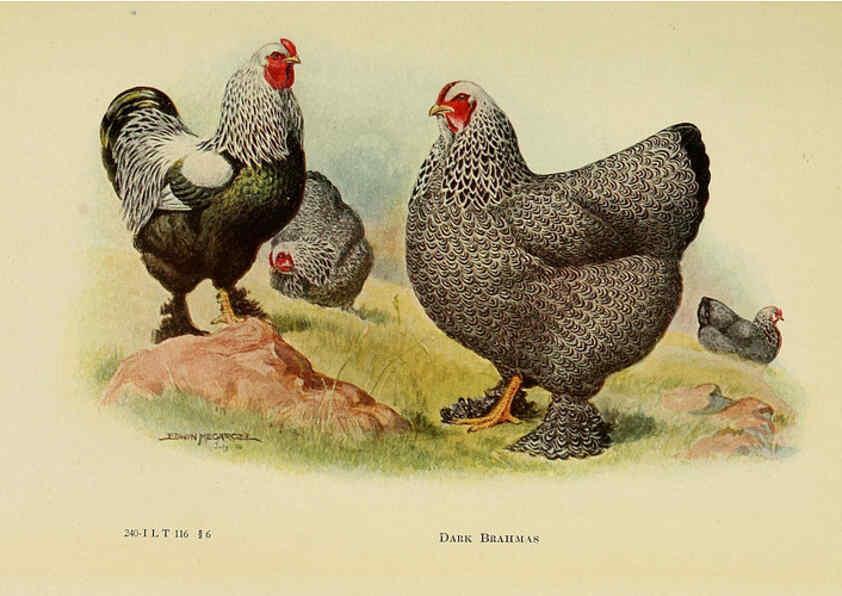 Reproducción/Reproduction 6220804132: The book of poultry New York,The Macmillan Company,1921