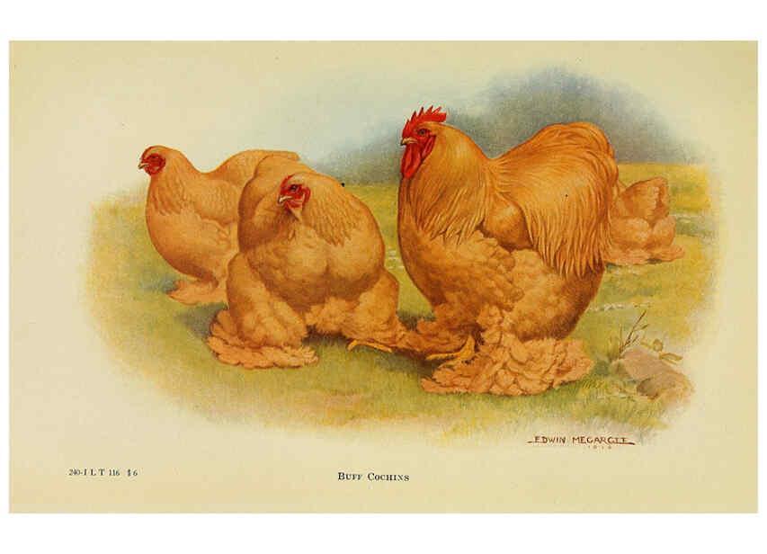 Reproducción/Reproduction 6220283509: The book of poultry New York,The Macmillan Company,1921