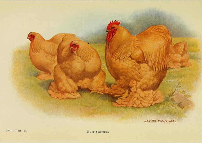 Reproducción/Reproduction 6220283509: The book of poultry New York,The Macmillan Company,1921