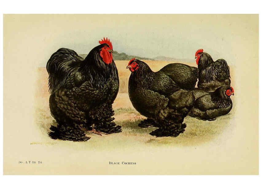 Reproducción/Reproduction 6220804706: The book of poultry New York,The Macmillan Company,1921