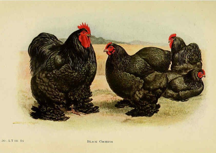 Reproducción/Reproduction 6220804706: The book of poultry New York,The Macmillan Company,1921