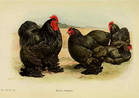 Reproducción/Reproduction 6220804706: The book of poultry New York,The Macmillan Company,1921