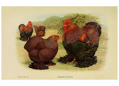 Reproducción/Reproduction 6220284081: The book of poultry New York,The Macmillan Company,1921