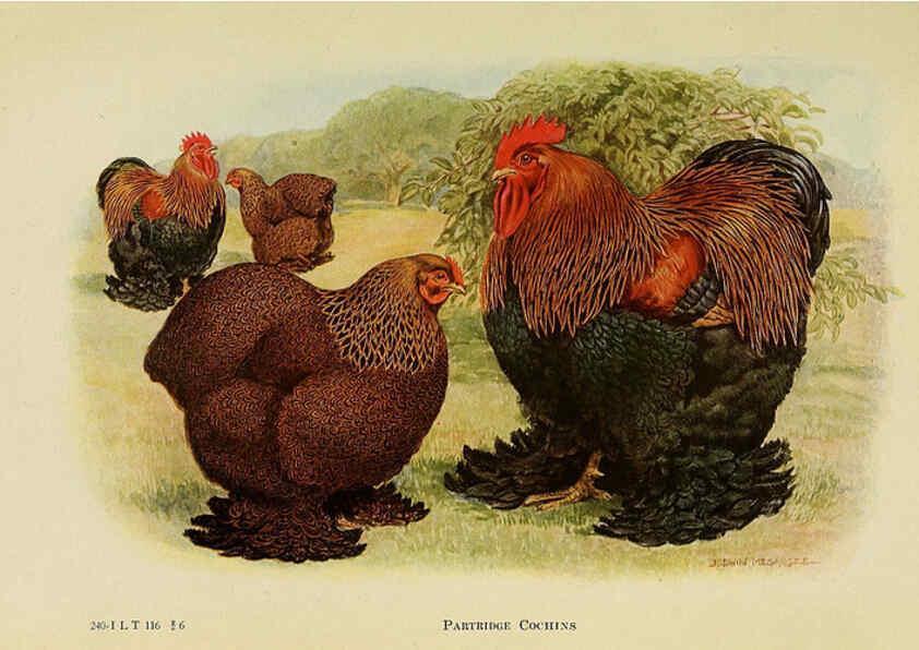 Reproducción/Reproduction 6220284081: The book of poultry New York,The Macmillan Company,1921