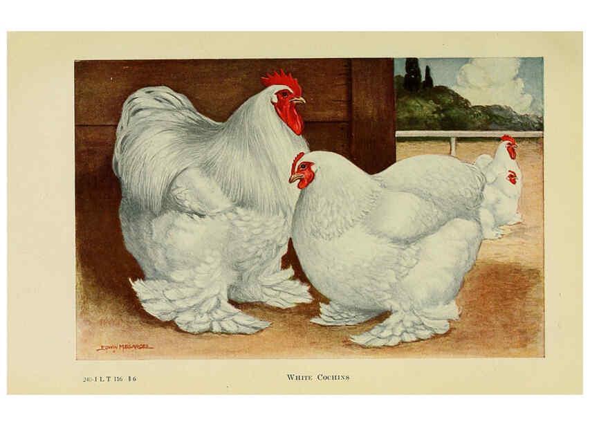 Reproducción/Reproduction 6220284333: The book of poultry New York,The Macmillan Company,1921