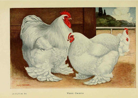 Reproducción/Reproduction 6220284333: The book of poultry New York,The Macmillan Company,1921