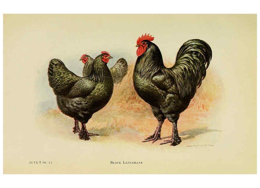 Reproducción/Reproduction 6220805462: The book of poultry New York,The Macmillan Company,1921