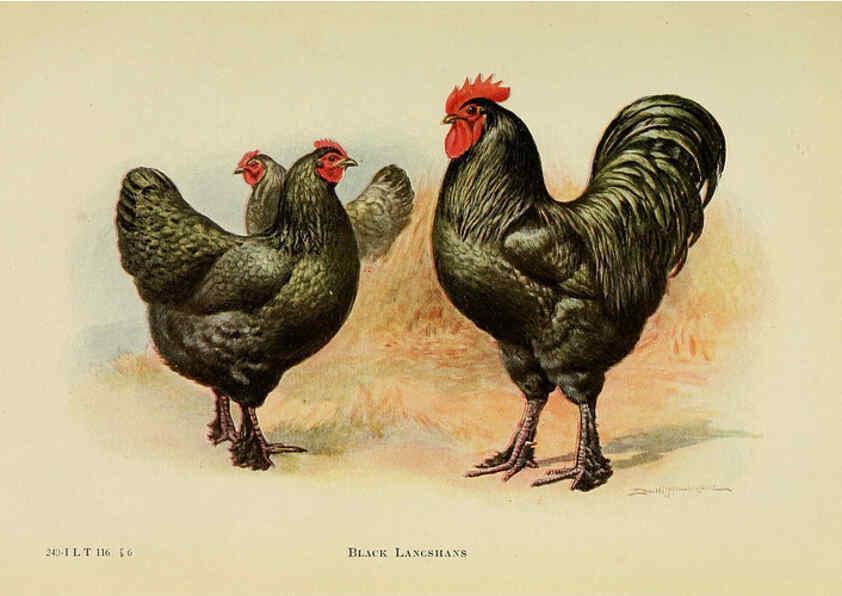Reproducción/Reproduction 6220805462: The book of poultry New York,The Macmillan Company,1921