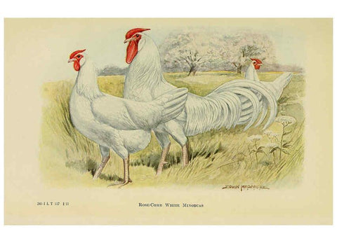 Reproducción/Reproduction 6220811760: The book of poultry New York,The Macmillan Company,1921