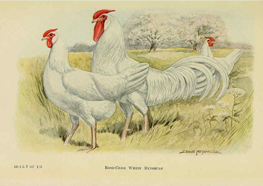 Reproducción/Reproduction 6220811760: The book of poultry New York,The Macmillan Company,1921