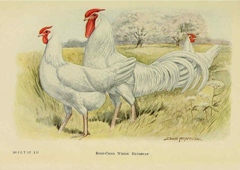 Reproducción/Reproduction 6220811760: The book of poultry New York,The Macmillan Company,1921
