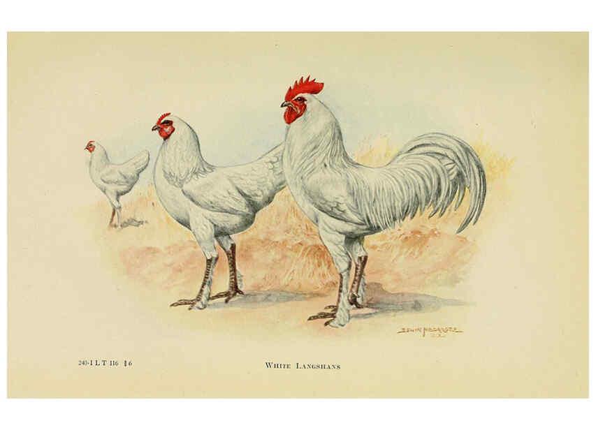 Reproducción/Reproduction 6220805752: The book of poultry New York,The Macmillan Company,1921