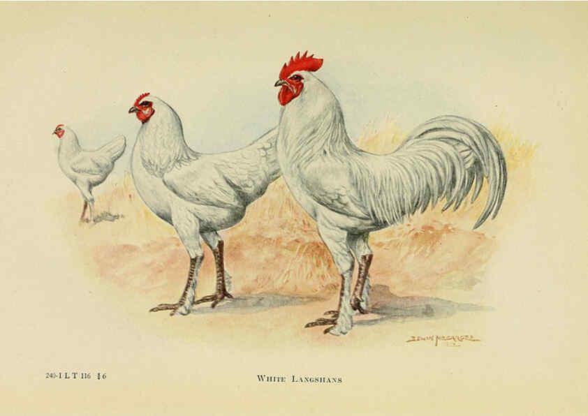 Reproducción/Reproduction 6220805752: The book of poultry New York,The Macmillan Company,1921