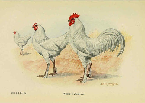 Reproducción/Reproduction 6220805752: The book of poultry New York,The Macmillan Company,1921
