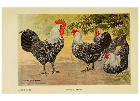 Reproducción/Reproduction 6220285401: The book of poultry New York,The Macmillan Company,1921
