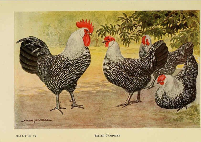 Reproducción/Reproduction 6220285401: The book of poultry New York,The Macmillan Company,1921