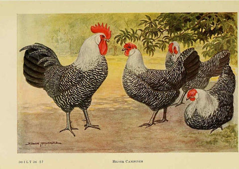 Reproducción/Reproduction 6220285401: The book of poultry New York,The Macmillan Company,1921