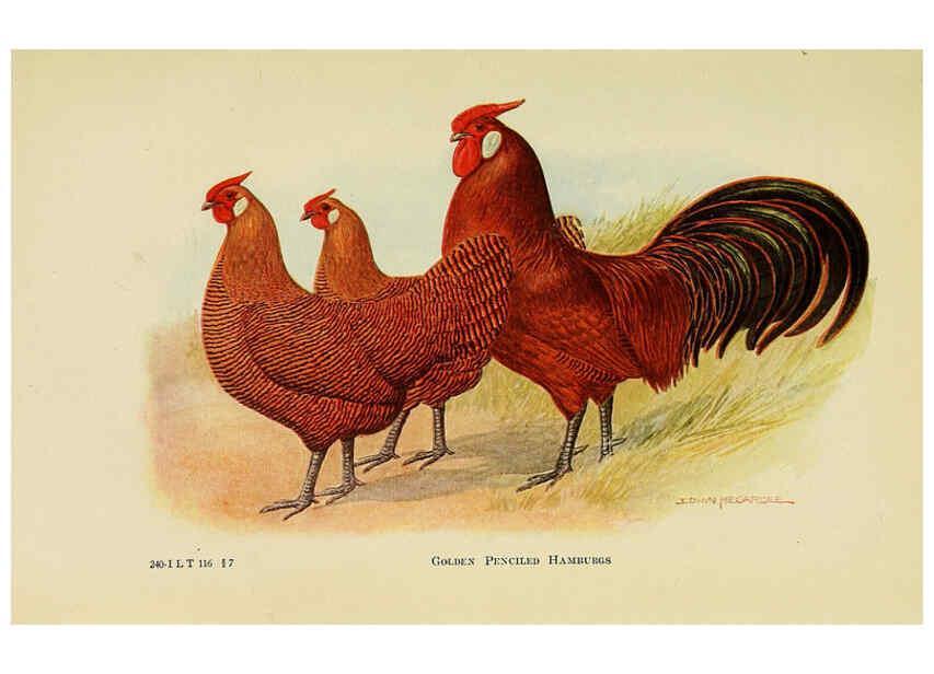 Reproducción/Reproduction 6220285607: The book of poultry New York,The Macmillan Company,1921