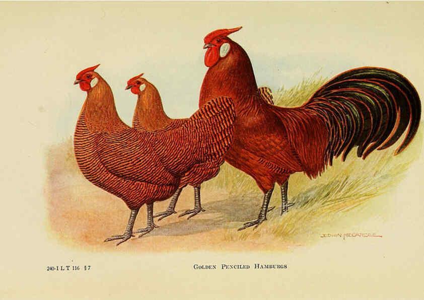 Reproducción/Reproduction 6220285607: The book of poultry New York,The Macmillan Company,1921
