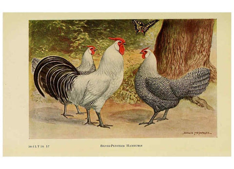 Reproducción/Reproduction 6220806544: The book of poultry New York,The Macmillan Company,1921