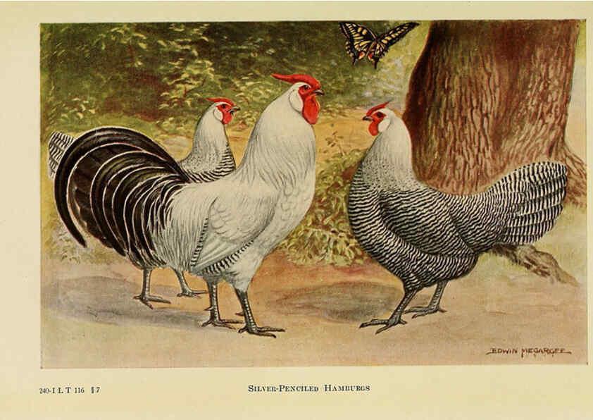 Reproducción/Reproduction 6220806544: The book of poultry New York,The Macmillan Company,1921