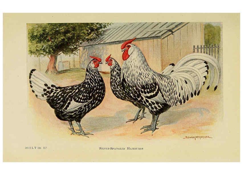 Reproducción/Reproduction 6220286027: The book of poultry New York,The Macmillan Company,1921