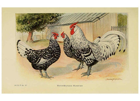 Reproducción/Reproduction 6220286027: The book of poultry New York,The Macmillan Company,1921