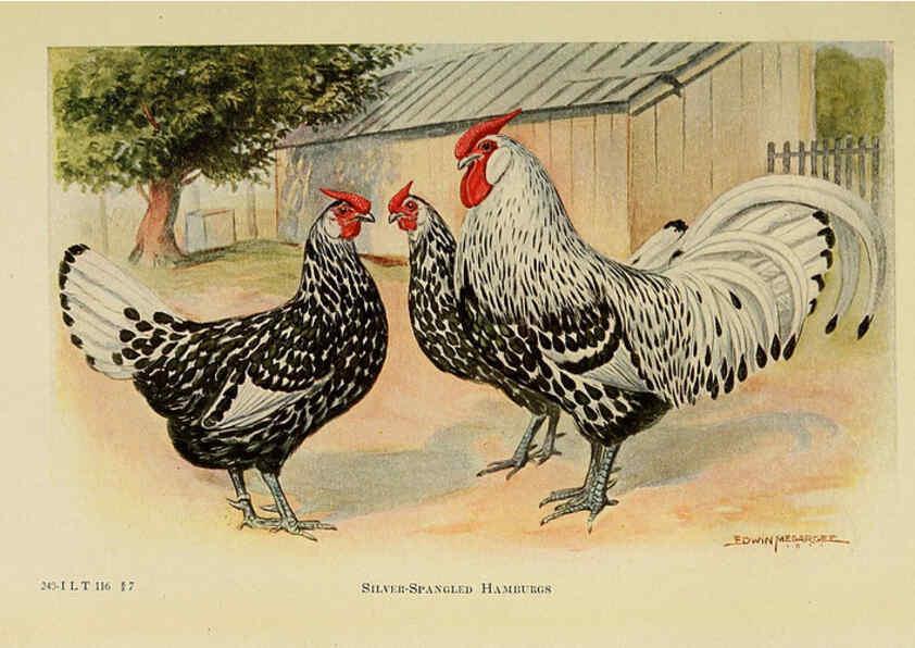 Reproducción/Reproduction 6220286027: The book of poultry New York,The Macmillan Company,1921