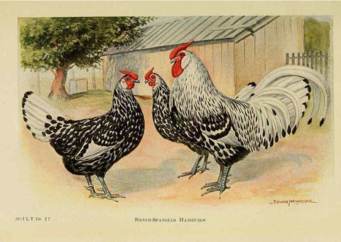 Reproducción/Reproduction 6220286027: The book of poultry New York,The Macmillan Company,1921